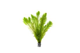 Image result for Thesium microphyllum