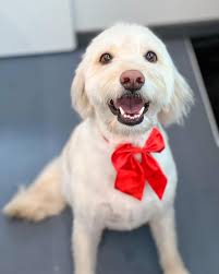 Deluxe Pawz Mobile Pet Styling (@deluxepawz) · Instagram 照片和视频