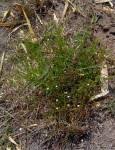 Image result for Oldenlandia herbacea