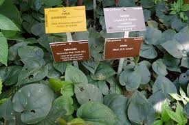 Image result for Piper guineense