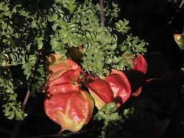 Image result for Erythrophysa