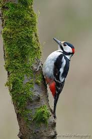 Black And White Speckled Bird With Red Head Great Spotted Woodpecker Woodpecker Spotted Woodpecker Birds