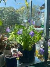 Image result for Streptocarpus glandulosissimus