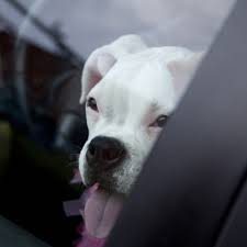 Hitzschlag Bei Hunden Tierarzt Dr Holter