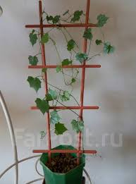 Image result for Cyclantheropsis parviflora