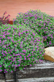 Image result for Polygala petitiana