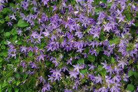 Image result for Carvalhoa campanulata