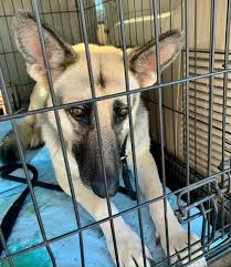 We rescue puppies and dogs from high risk situations and high kill pet alliance of greater orlando, 2727 conroy road, orlando, fl age, size, sex, breed: Shelter Dogs Cats Flown Into Northern Va To Accommodate Greater Adoption Interest Wtop