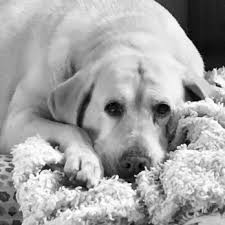 (sapa!) was founded in 2011. Pet Loss At Home Home Euthanasia Vets 10 Reviews Veterinarians San Antonio Tx Phone Number Yelp