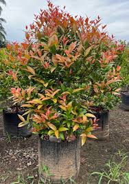 Image result for Eugenia