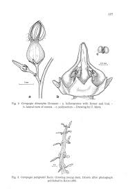 Image result for Ceropegia racemosa