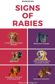 Pin On Dog Facts Facts About Dogs