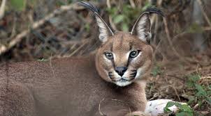 The cat is sometimes referred to as the persian lynx and is probably most recognizable for its tufted, black ears. Caracals Carolina Tiger Rescue