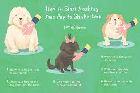 Repeat, but hold the treat in the other hand, extend your hand, say shake. How To Train Your Dog To Shake