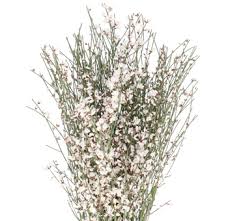 Image result for Genista