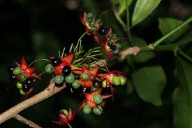 Image result for Ochna natalitia