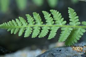 Image result for Woodsiaceae