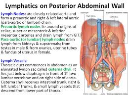 Right beneath it sits the internal oblique muscle whose fibers run superomedially. Major Abdominal Vessels Ppt Video Online Download