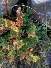 Image result for Cheilanthes multifida