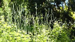 Image result for Clutia