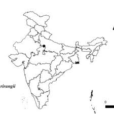 Image result for Eragrostis anacranthoides