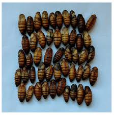 The ebony Gene in Silkworm Black Pupae Significantly Affects 30 K ...