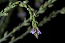 Image result for Verbena litoralis