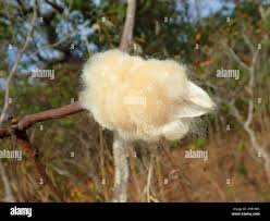 Image result for Malvaceae subfamily Bombacoideae