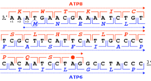 Overlapping Gene Wikipedia