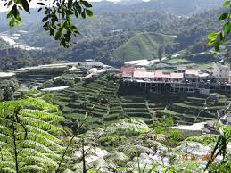 18 big red strawberry farm. Just Outside The Hotel Where Viewing Across Is A Strawberry Farm Picture Of Copthorne Hotel Cameron Highlands Brinchang Tripadvisor