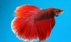 This d shaped tail has a. 35 Different Types Of Betta Fish With Beautiful Pictures