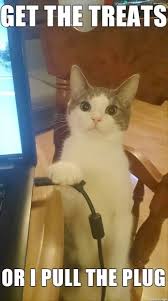 Cute Cats Doing Silly Things Cute Cats On Youtube Funny Cat Memes Animal Jokes Cute Funny Animals