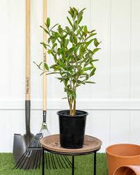 Image result for Capparis citrifolia