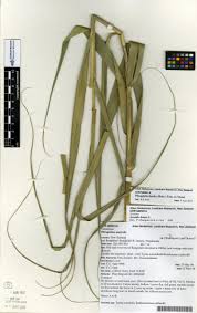 Image result for Phragmites karka