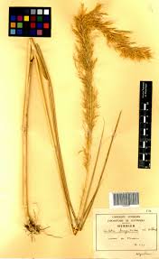 Image result for Loudetia phragmitoides