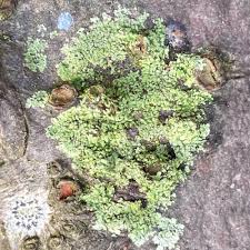 Image result for Physotrichia