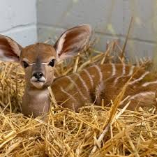 Visit payscale to research news anchor salaries by city, experience, skill, employer and more. Zoo News Archives Como Zoo Conservatory