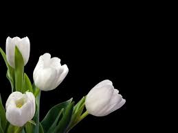White Tulip Wallpapers