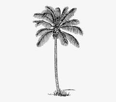 Coconut tree easy to draw. Black Outline Drawing Sketch Silhouette Silueta Coconut Tree Outline Transparent Png 361x640 Free Download On Nicepng