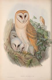 Download Over 150 000 Illustrations Of Animals And Botanicals For Free In 2020 Bird Prints Barn Owl Owl Artwork