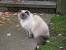 Down Syndrome Himalayan Cat