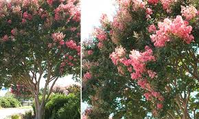 Here are a few tried and tested methods on how to propagate crepe myrtle shrubs. How Well Do You Know Your Crepe Myrtle Mcdonald Garden Center