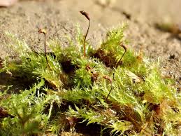 Image result for Rotala tenella