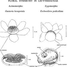 Image result for Scytopetalum pierreanum