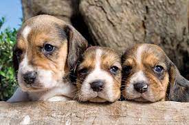 You're in luck because we have 285+ awesome … Beagle Names Unique Ideas For Your Male Or Female Dog