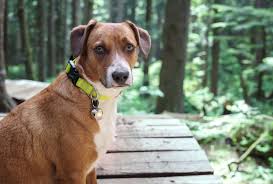 Image result for Harrier dog
