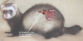Ebay.com has been visited by 1m+ users in the past month Adrenal Gland Tumors In Your Ferret Why They Happen What They Do Your Treatment Options