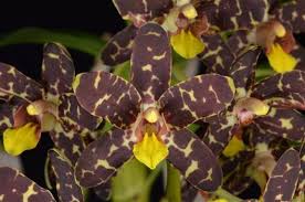 Image result for Ansellia