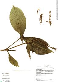 Image result for Pseuderanthemum ludovicianum
