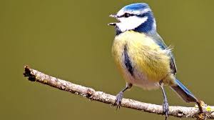 Científicos descubren la sintaxis del canto de las aves - INVDES